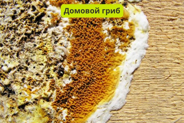 Домовой гриб на деревене фото